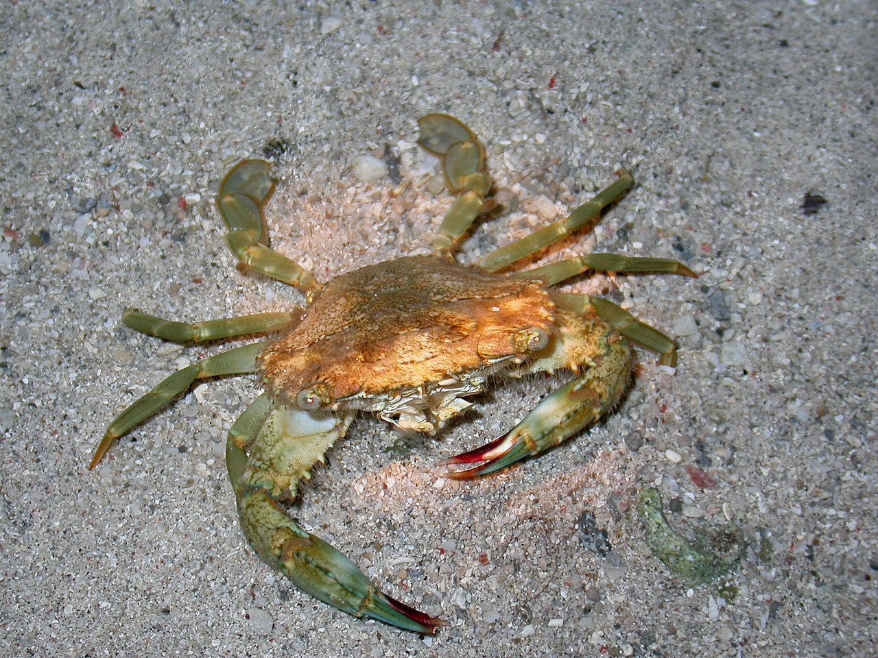 Thranita crenata